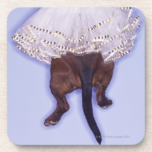 Dog dressed up beverage coaster (Front)