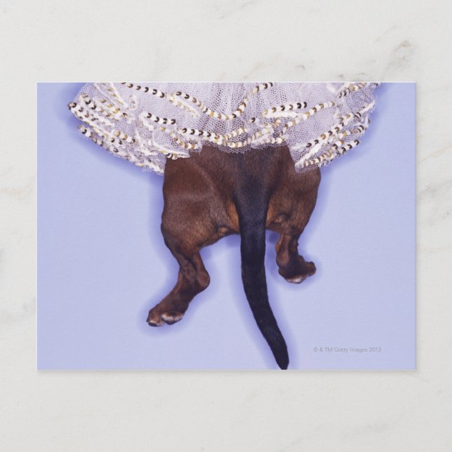 Dog dressed up postcard (Front)
