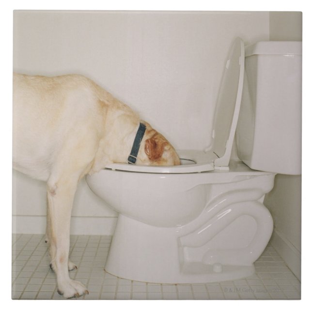 Dog drinking out of toilet ceramic tile (Front)
