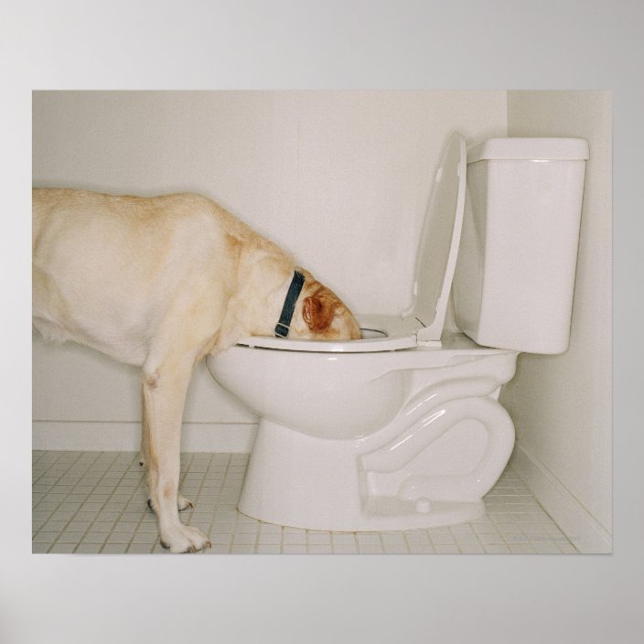 dog drinking from toilet