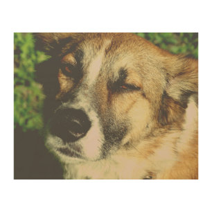 Dog enjoying the sun Photo Wood Wall Art