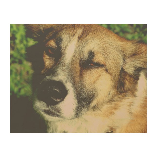 Dog enjoying the sun Photo Wood Wall Art (Front)
