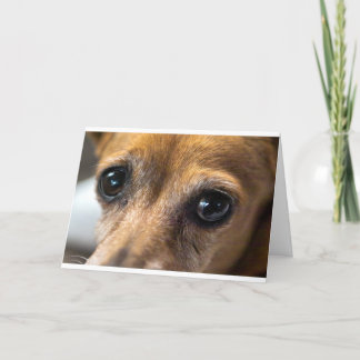 Dog Eyes Card