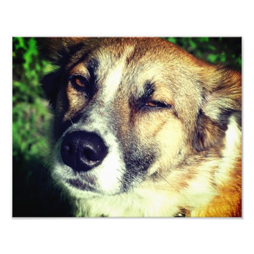 Dog  face Kodak Professional Photo Paper Satin