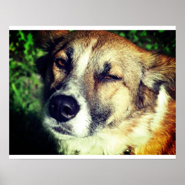 Dog face Photo Value Poster Paper (Matte) (Front)