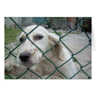Dog & Fence Cards