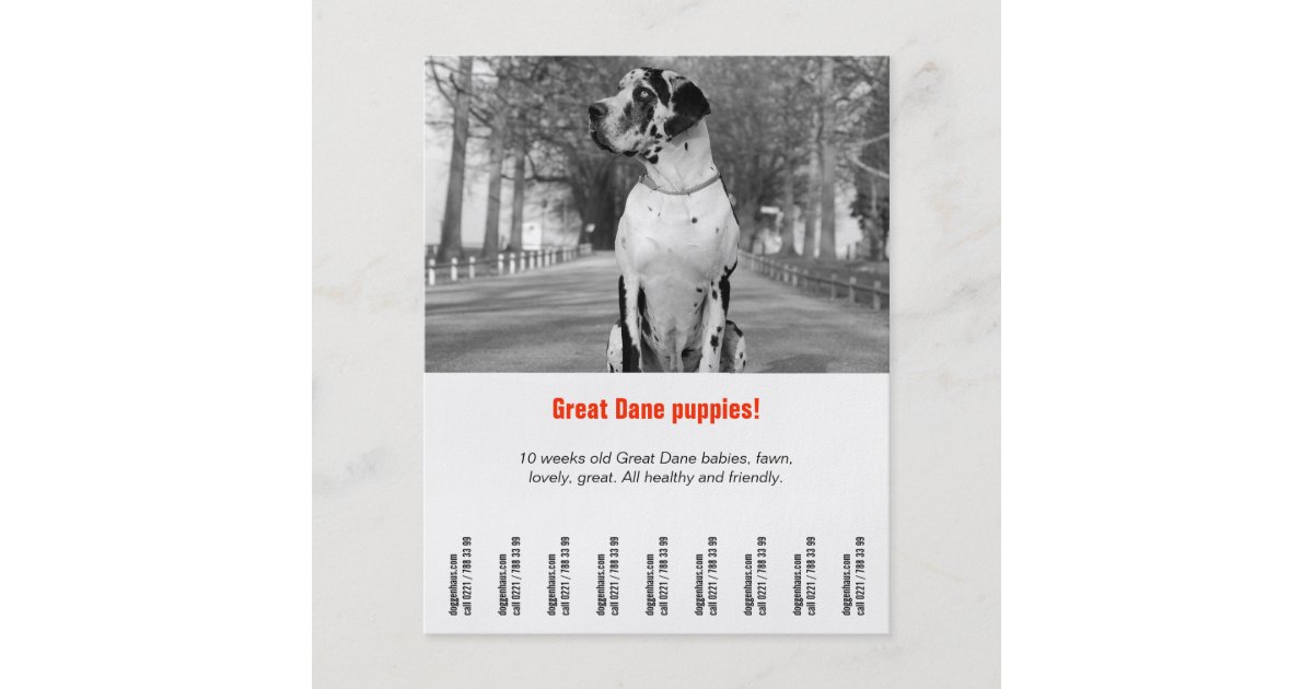 dog-flyer-template-printable-zazzle