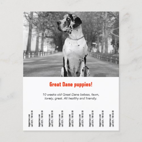 dog flyer template printable