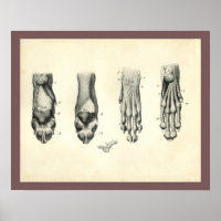 Dog Foot Paw Veterinary Anatomy Print