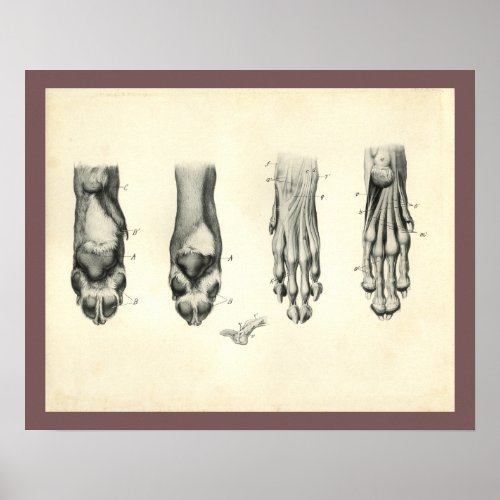 Dog Foot Paw Veterinary Anatomy Print