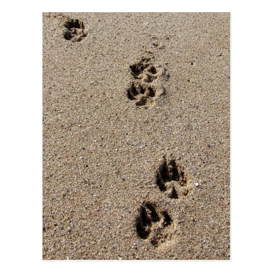 Dog Footprints Postcard
