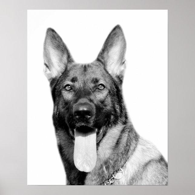 Dog german shepherd pet animal photo black white poster (Front)