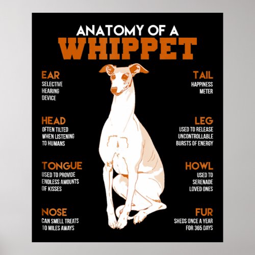 Dog Gift  anatomy of a whippet dogs t  funny gift Poster