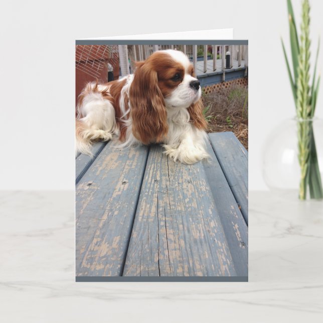 Dog Greeting Card (Front)