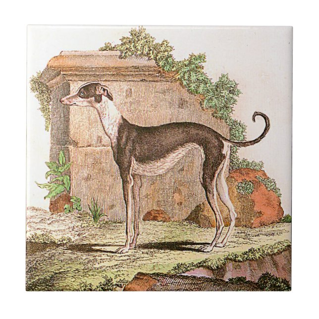 Dog - Greyhound Tile (Front)