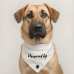 Dog Groomer Business Promotional Pet Bandana Collar<br><div class="desc">A simple, modern and minimal dog groomer business promotional pet bandana featuring a paw print along with "Pampered by" in a bold script font and your company name in a modern font. Perfect for pet grooming professionals for your furry clients to wear after their groom to promote your business. White...</div>