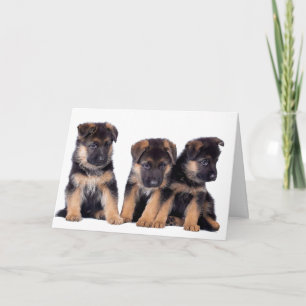 DOG GROOMER, VETERINARIAN AND DOG WALKER CARD