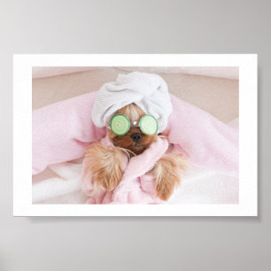 dog grooming / dog spa poster