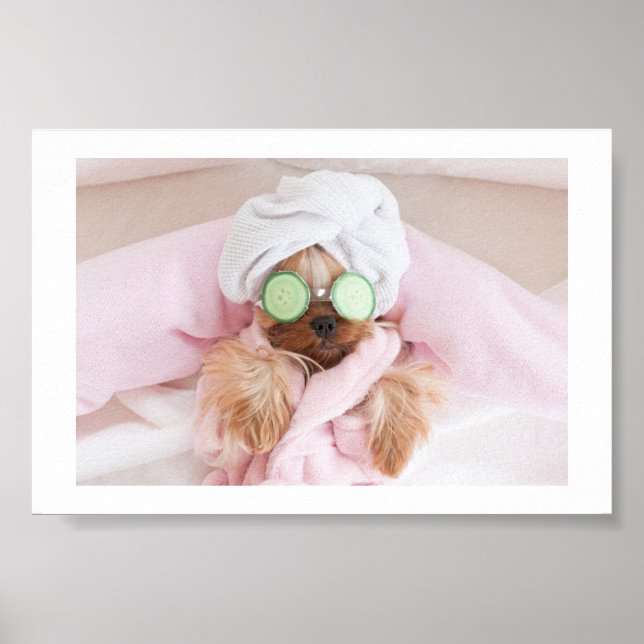 dog grooming / dog spa poster  (Front)
