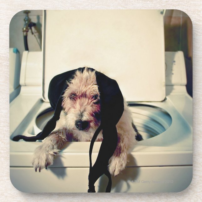 Dog helping out with the wash coaster (Front)