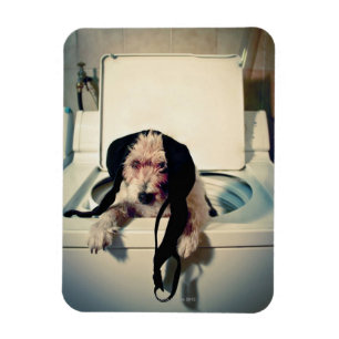 Dog helping out with the wash magnet