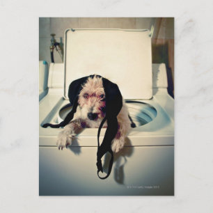 Dog helping out with the wash postcard