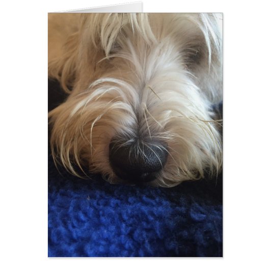 Dog humor card (Front)