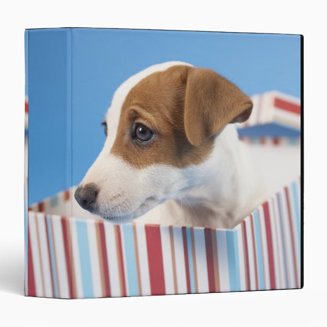 Dog in a Gift Box Binder (Front/Spine)