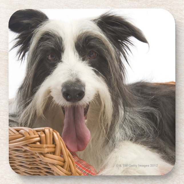 Dog in basket 2 drink coaster (Front)