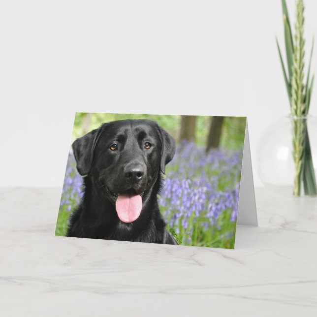 Dog in Bluebells Greeting Card (Front)