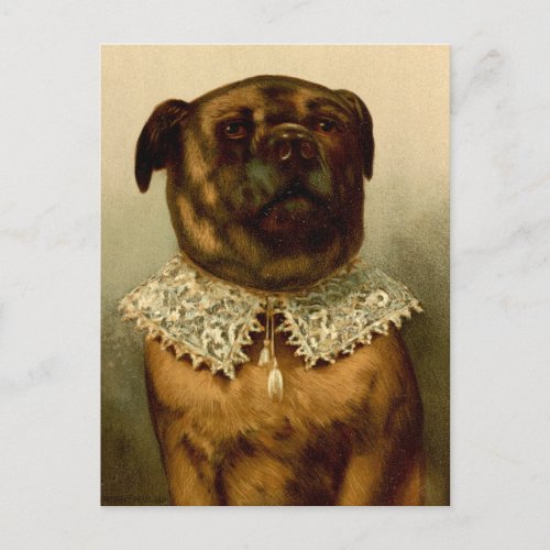 Dog in Elizabethan Collar Costume Postcard