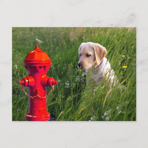 Dog in Field with Fire Hydrant Postcard