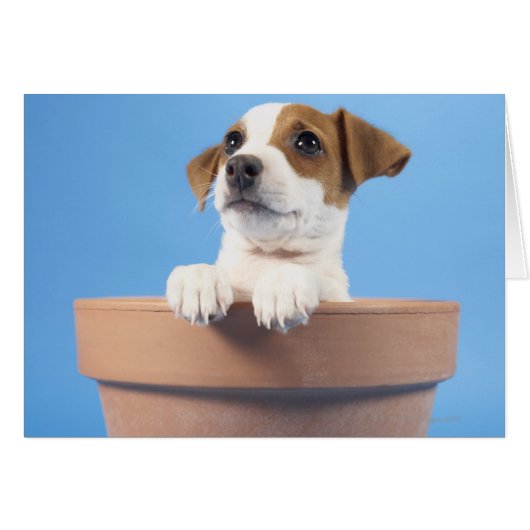 Dog in flowerpot cards (Front Horizontal)