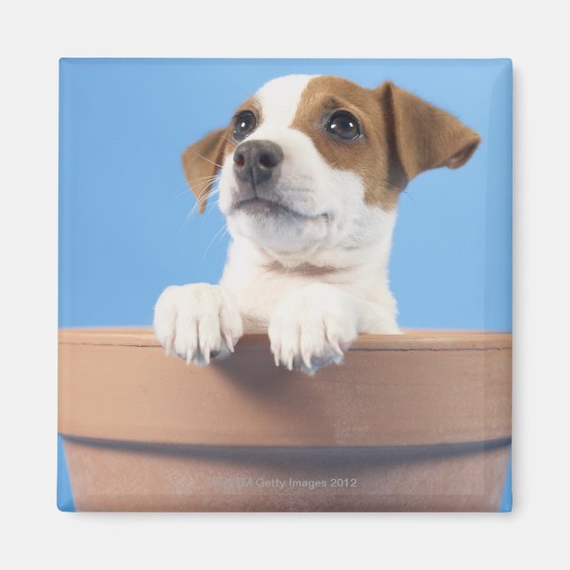 Dog in flowerpot magnet (Front)