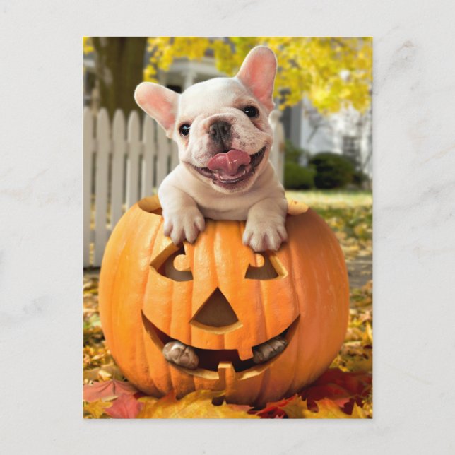 Dog in Jack-o-Lantern Invitation Postcard (Front)