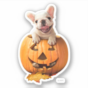 Dog in Jack-o-Lantern Sticker