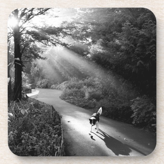 Dog in morning sunlight beverage coaster (Front)