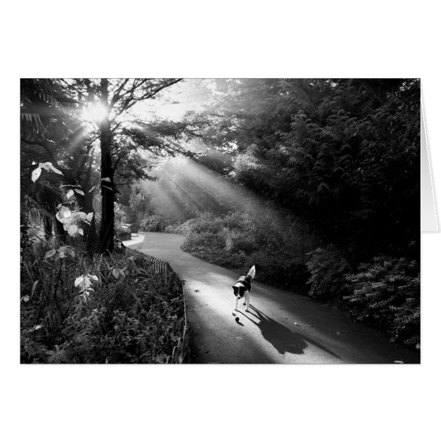 Dog in morning sunlight cards (Front Horizontal)