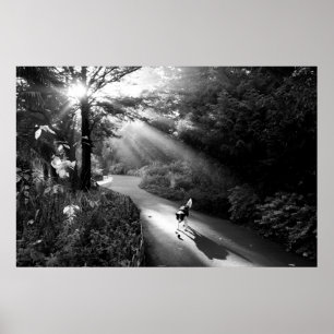 Dog in morning sunlight poster