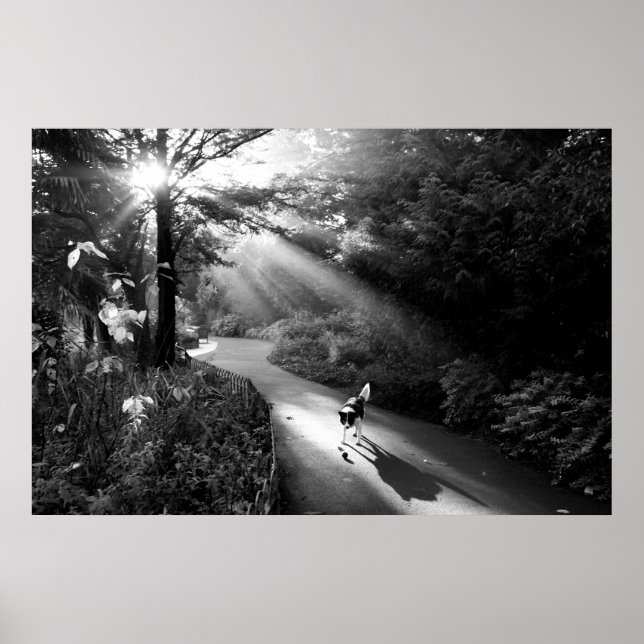 Dog in morning sunlight poster (Front)