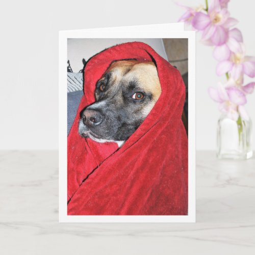 Dog in Red Blanket Portrait Card