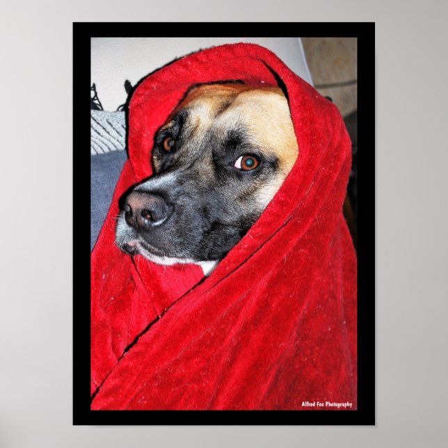 Dog in Red Blanket Portrait Poster (Front)