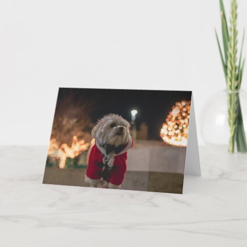 Dog in Santa costume Card