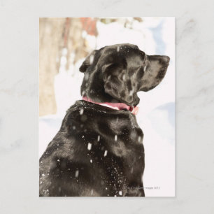 Dog in snow postcard