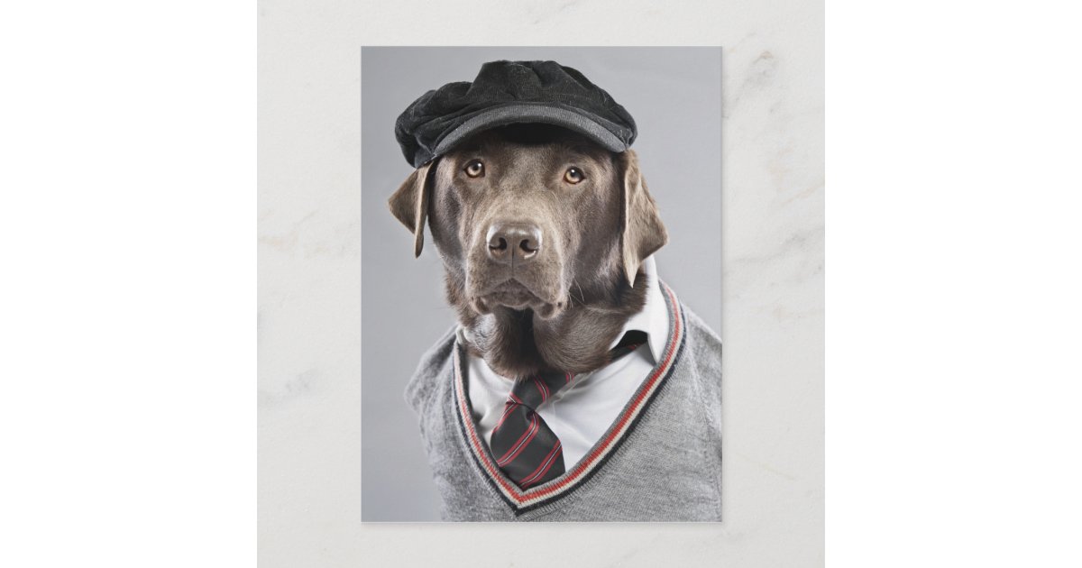 Dog in sweater and cap postcard Zazzle