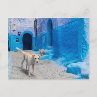 Dog in the Blue City Postcard