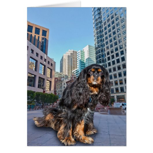 DOG IN THE CITY CARDS (Front)
