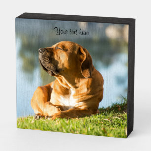 Dog in the Morning Sun Wooden Box Sign