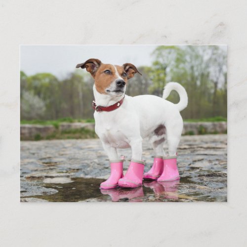Dog In The Rain Postcard