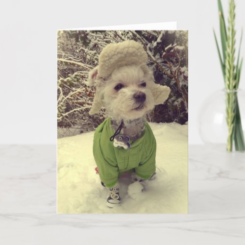 Dog in the snow holiday card